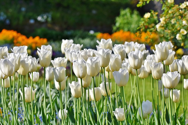 tulipány